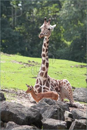 Baby-Giraffe-Impala-Deer-852438